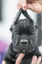 Cane Corso krásne šteniatka – fotka 2