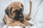 Cane Corso krásne šteniatka – fotka 3