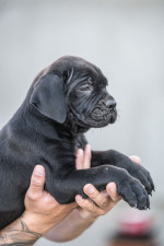 Cane Corso krásne šteniatka – fotka 4