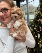 Mini maltipoo – fotka 2