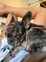 Kvalitné šteniatko francúzskeho buldočka na adopciu!!! – fotka 2