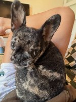 Kvalitné šteniatko francúzskeho buldočka na adopciu!!! – fotka 3