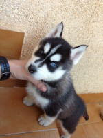 Zdarma dárek štěňata sibiřského huskyho k adopci – fotka 2
