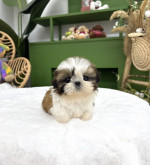 Dárek štěňátka shih tzu k adopci zdarma – fotka 2