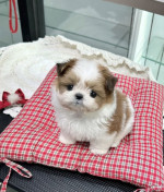 Dárek štěňátka shih tzu k adopci zdarma – fotka 3