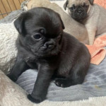 Dárek zdarma  krásná štěňata mopse k adopci – fotka 2
