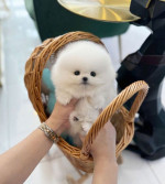 Rozkošná bezplatná štěňata pomeranianů na dárek – fotka 2