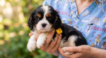 Šteniatka Cavalier King Charles španiela – fotka 2