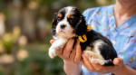 Šteniatka Cavalier King Charles španiela – fotka 3