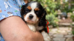 Šteniatka Cavalier King Charles španiela – fotka 4