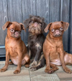 Chocolate Brussel Griffon Petit Brabançon (Smooth Brussel Griffon) šteniatka – fotka 2