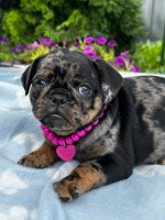 Chocolate Brussel Griffon Petit Brabançon (Smooth Brussel Griffon) šteniatka – fotka 3