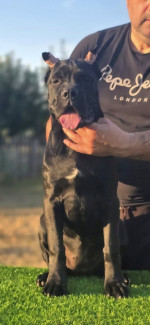 Cane Corso sučka – fotka 2