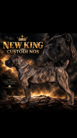 Cane Corso sučka – fotka 3