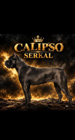 Cane Corso sučka – fotka 4