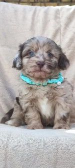 Maltipoo krásne šteniatka – fotka 2