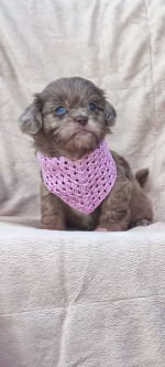 Maltipoo krásne šteniatka – fotka 3