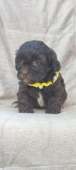 Maltipoo krásne šteniatka – fotka 4