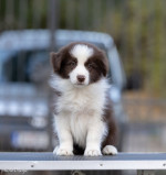 Border Collie šteniatka – fotka 2