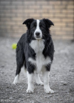 Border Collie šteniatka – fotka 4