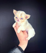 Šteniatka čivavy sú už pripravené na adopciu a odchod do nových domovov. – fotka 2