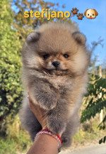 Pomeranian Boo – šteniatka – fotka 2