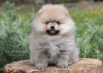 Pomeranian Boo – šteniatka – fotka 3