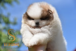 Pomeranian Boo – šteniatka – fotka 4