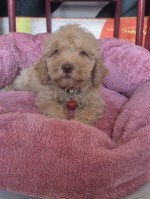 Rozkošné šteniatka Labradoodle F1b – fotka 2