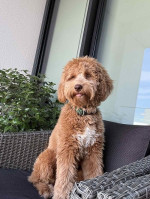 Rozkošné šteniatka Labradoodle F1b – fotka 3