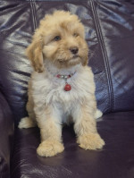Rozkošné šteniatka Labradoodle F1b – fotka 4