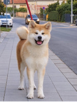 Akita Inu - Fena  – fotka 2