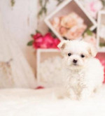 Ohromujúce šteniatka maltézskeho teriéra Teacup Maltese – fotka 2