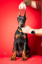 Šteniatka dobermana – fotka 2