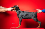 Šteniatka dobermana – fotka 3