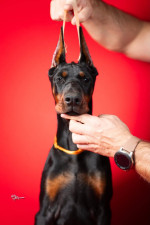 Šteniatka dobermana – fotka 4