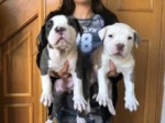Šteniatka amerického pitbulla na predaj! – fotka 2