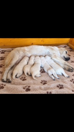 Zlatý retriever – kvalitné šteniatka – fotka 3