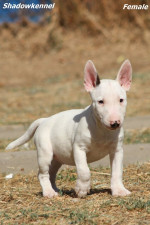 Šteniatka miniatúrneho bulteriéra – fotka 2