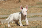 Šteniatka miniatúrneho bulteriéra – fotka 3