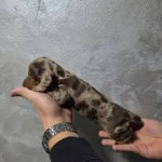 Šteniatka miniatúrnych, toy a teacup pudlov a jazvečíkov – fotka 4