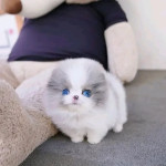 Šteniatka pomeraniana na adopciu – fotka 2