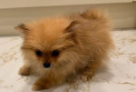 Šteniatka pomeraniana – fotka 2