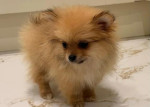 Šteniatka pomeraniana – fotka 3