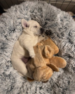 šteňatá labradora – fotka 2