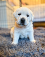 šteňatá labradora – fotka 3