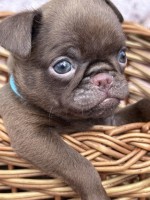 Chocolate Petit brabancon (smooth Griffon)