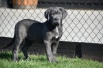 Šteniatka Cane Corso modrého sfarbenia