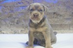 Pitbull Lilac Tricolor puppy